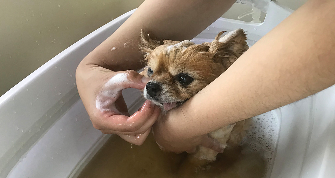 ハズバンダリートレーニング中の画像