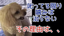 噛み犬だったトイプードルの劇的ビフォーアフター