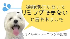 鎮静剤しないとトリミングできないはずのマルチーズ ハズバンダリートレーニング